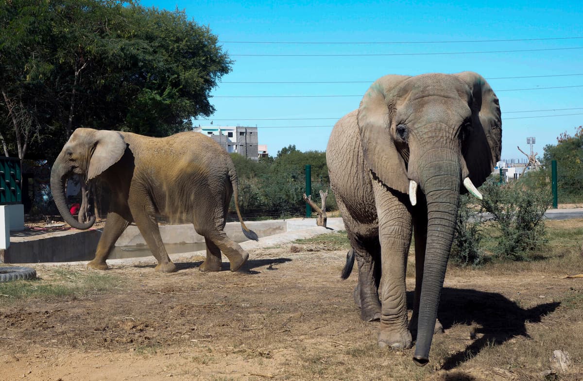 Elephants at Karachi Safari Park Receive Daily TB Treatment in Hidden Pills