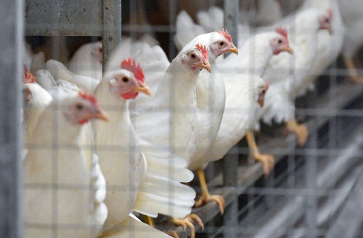Bird Flu Outbreak Hits Danish Farm, 24 Chickens Culled