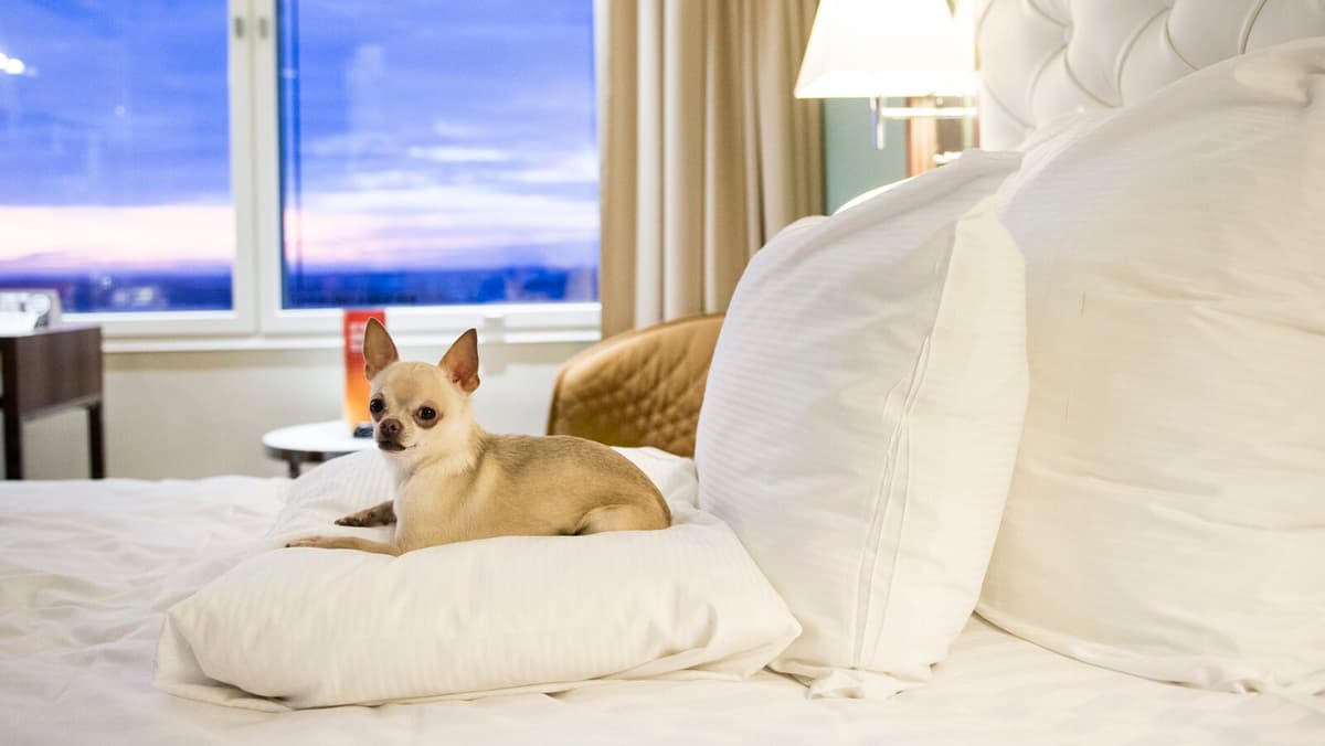 Where the dog can celebrate firework-free