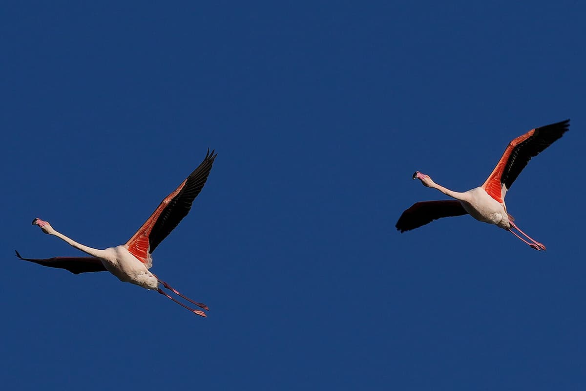 Migratory Flamingos Age Slower Than Non-Migratory Counterparts