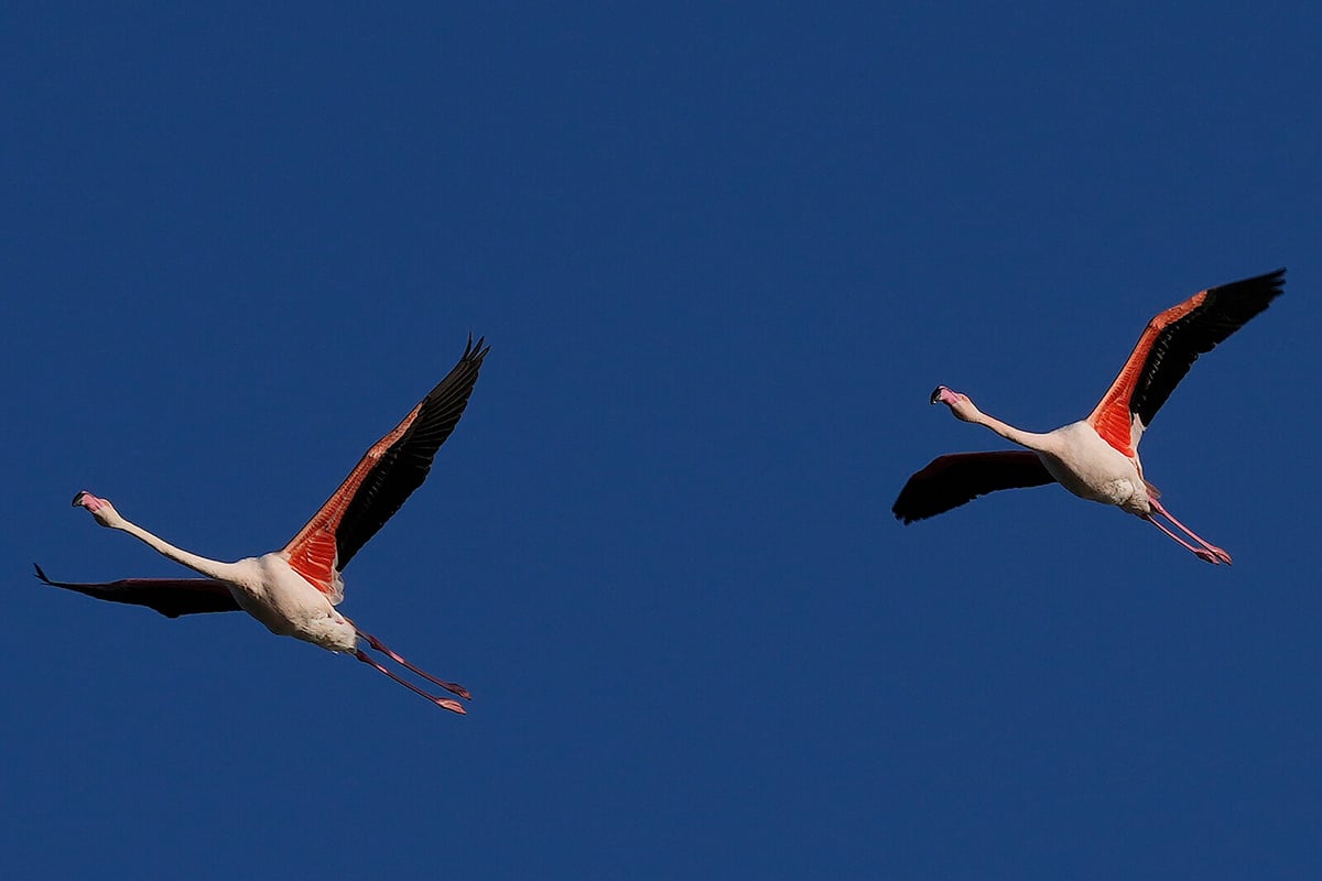 Migratory Flamingos Age Slower Than Non-Migratory Counterparts