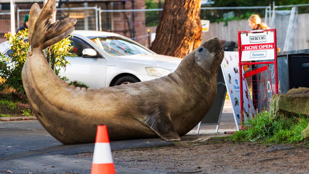 Tasmanian elephant seal Neil captivates millions, but authorities urge public to keep away