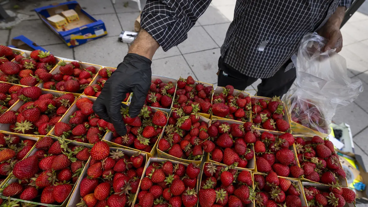 Strawberry shortage threatens Midsummer in Sweden