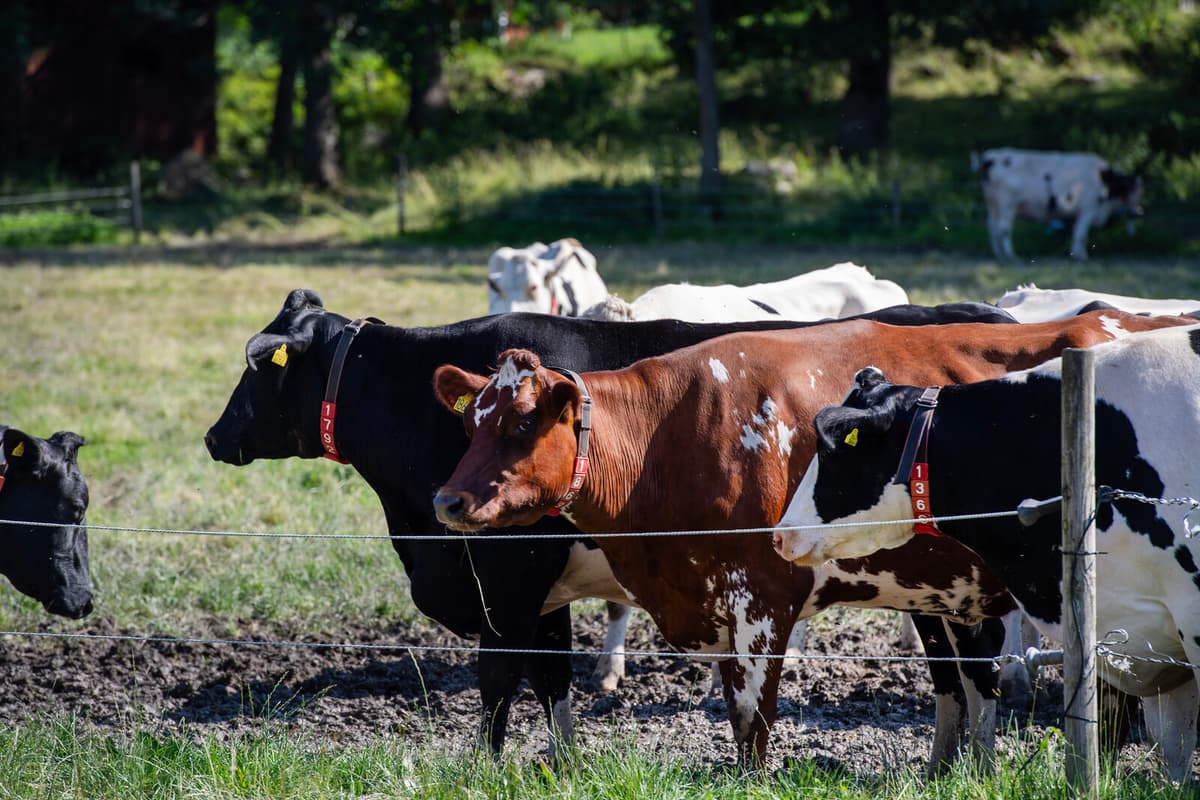 Lightning Strike Kills Six Cows in Västerbotten