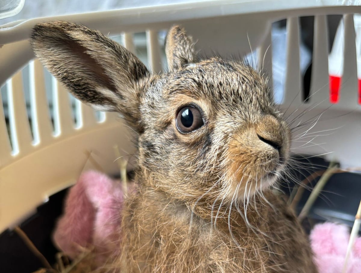 Farmer Saves Baby Hare with Penknife After Mother Killed in Scotland