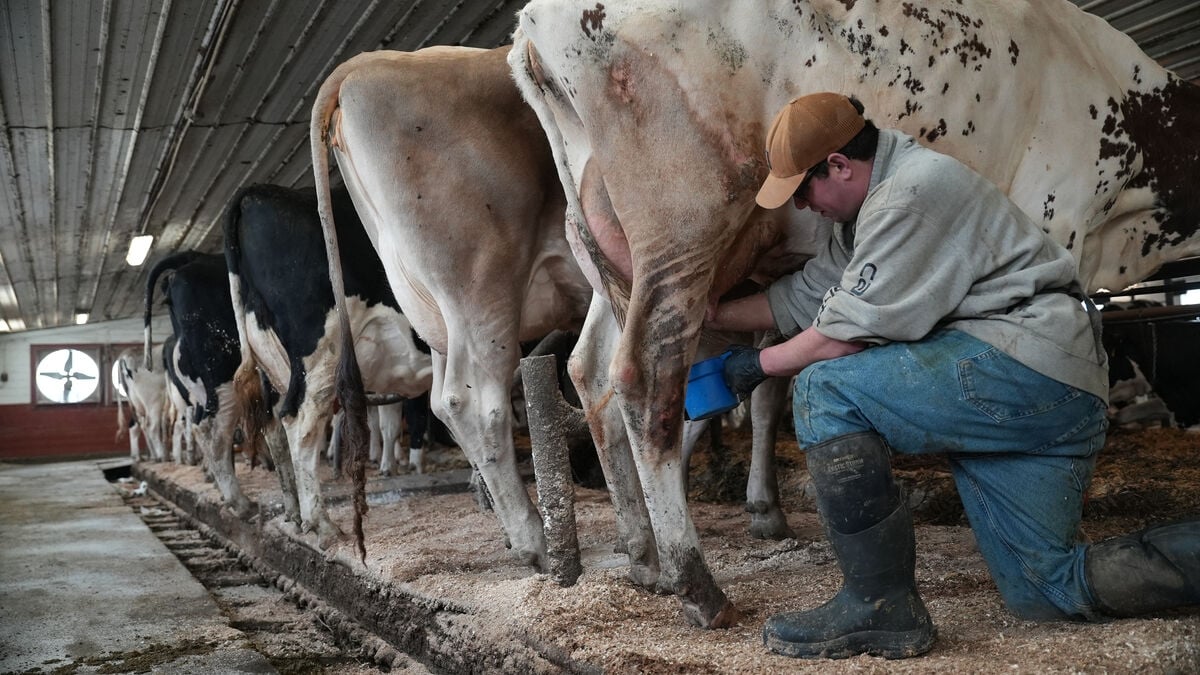 The Milk Fight in the US: Like Licking a Cow's Undercarriage