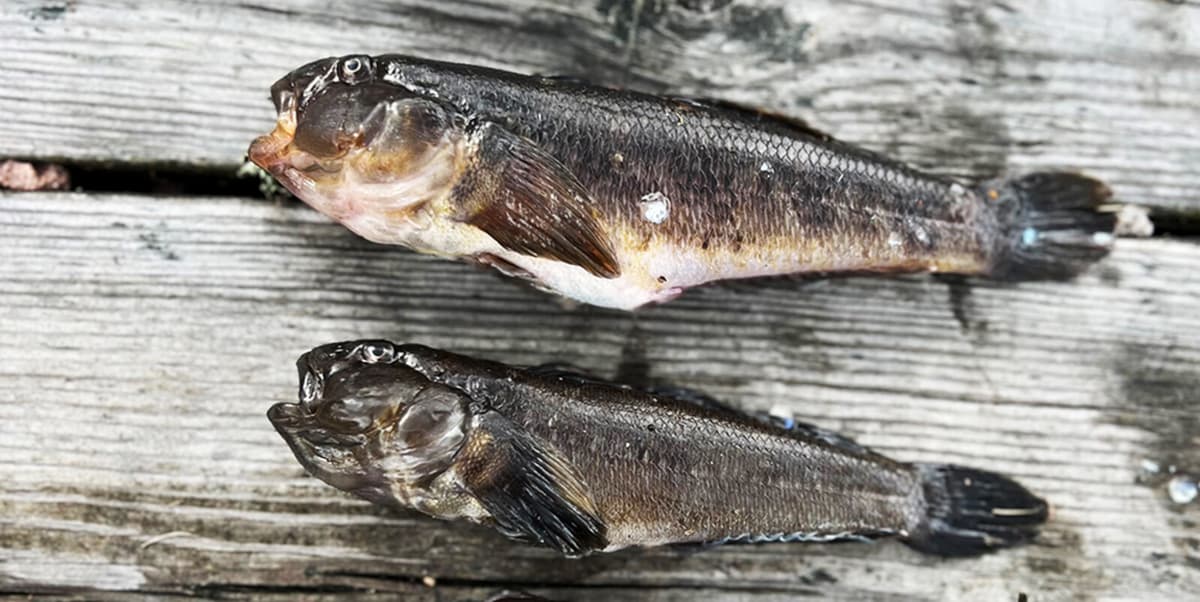 Invasive Fish Alters Baltic Sea Ecosystem, Study Finds