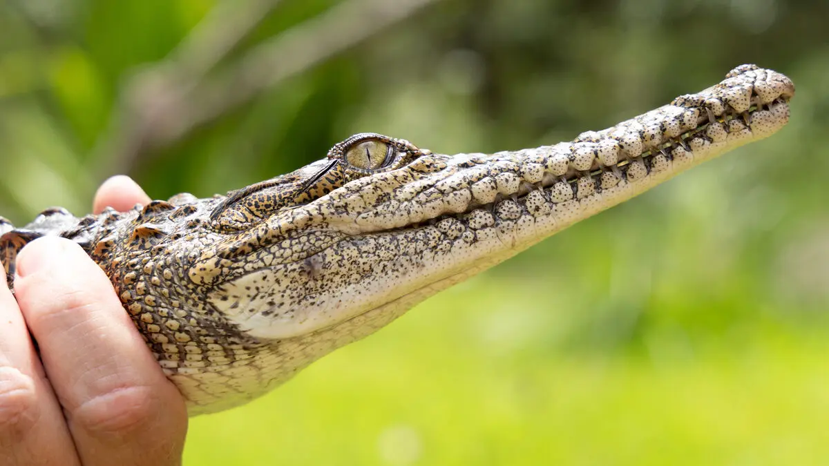 Police warning: Crocodiles everywhere after severe flooding in Northern Territory