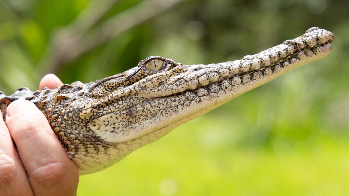 Police warning: Crocodiles everywhere after severe flooding in Northern Territory