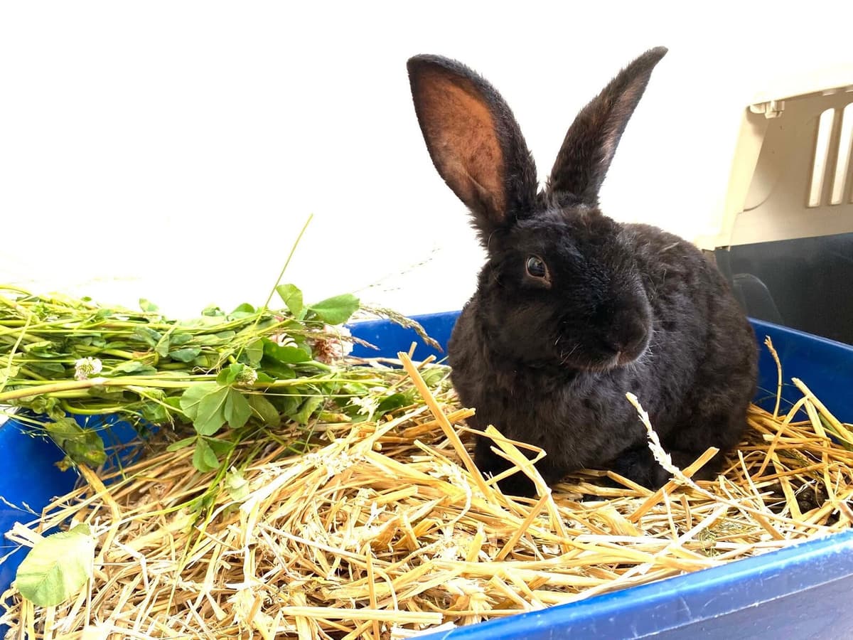 Rabbits Face Abandonment Crisis as Swedish Welfare Group Sounds Alarm