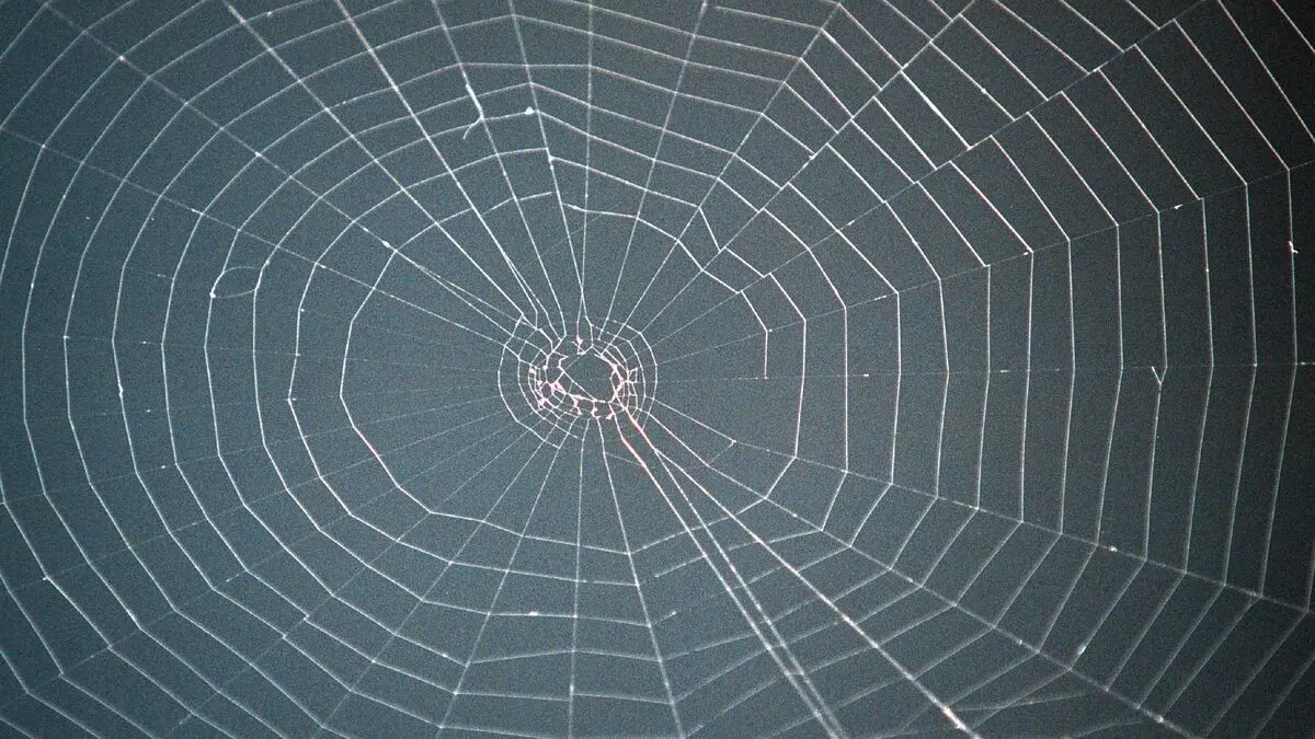 Huge spider web found in Greco-Albanian cave