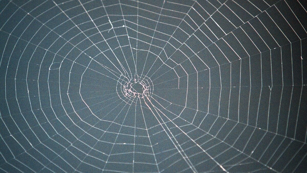 Huge spider web found in Greco-Albanian cave