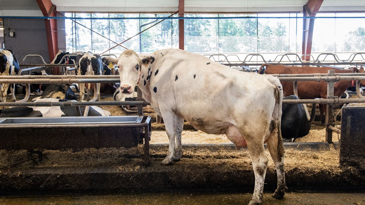 One arrested after operation at dairy farm