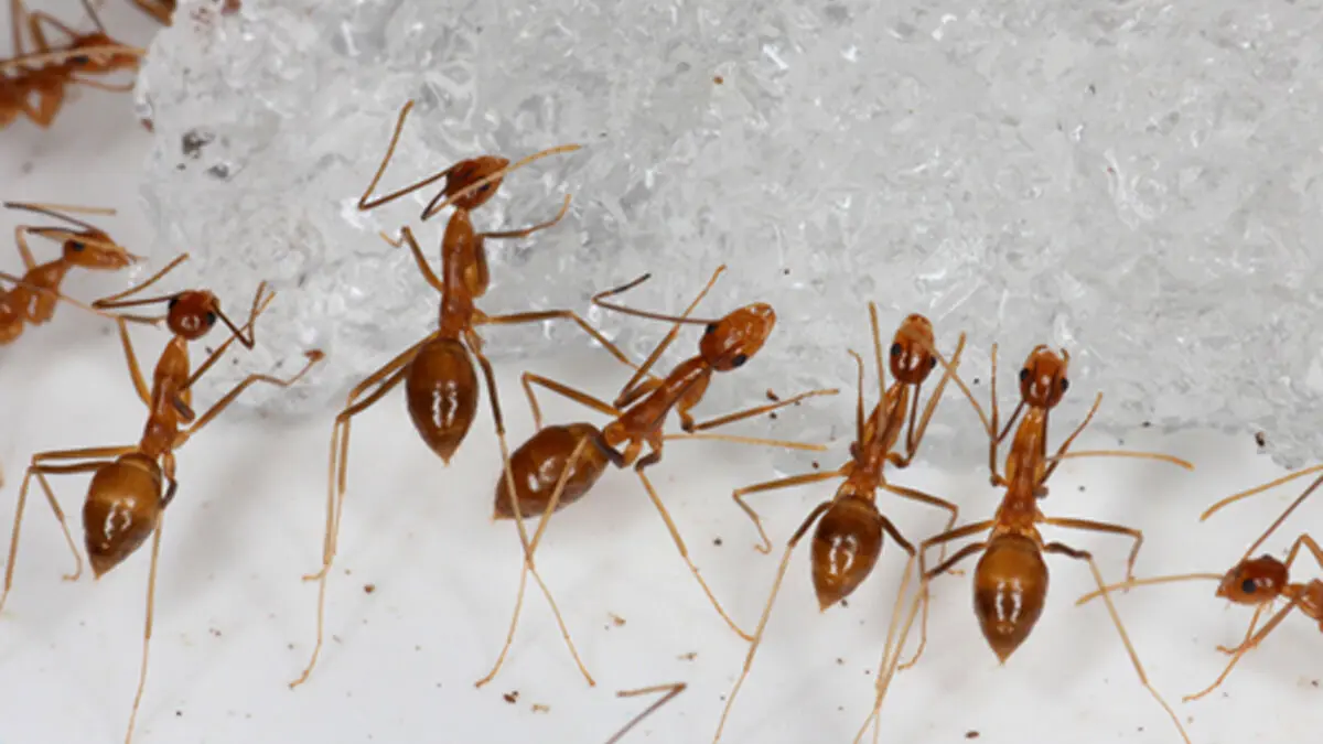 Why the ants took over the world