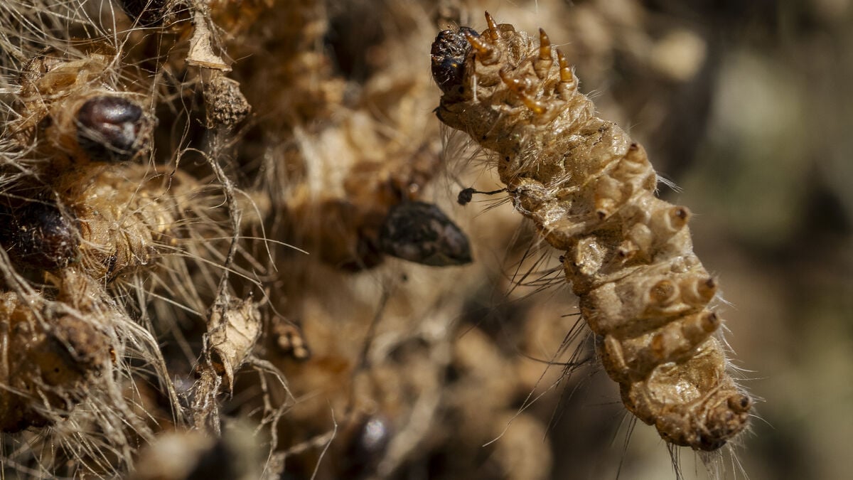 Oak processionary moth larvae spreading in Denmark could soon reach Sweden