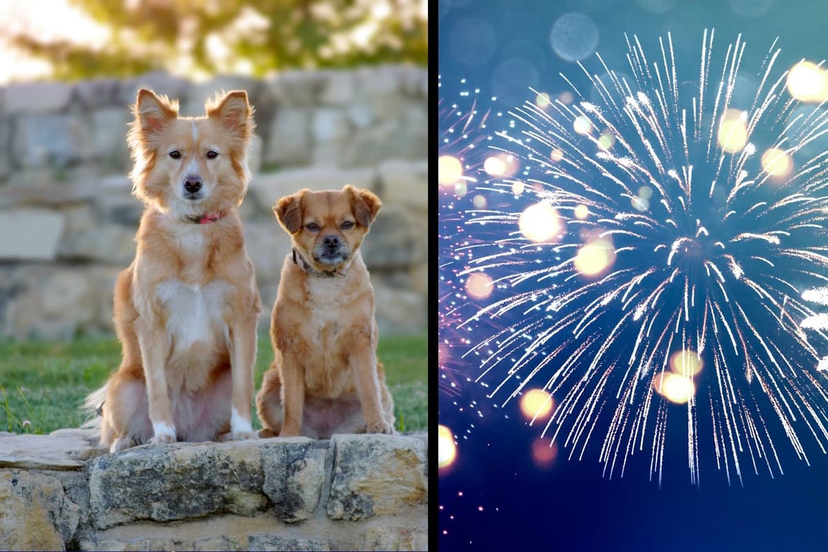 Dogs and New Year's - Top Nine Best Tips for Handling New Year's Eve for Dog Owners