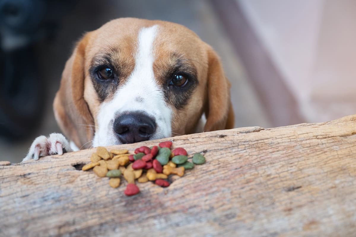 Keep Your Dog Safe: 11 Human Foods to Keep Out of Reach