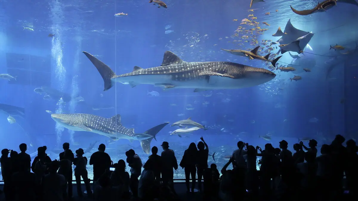 Whale shark's secret home found in Indonesian bays