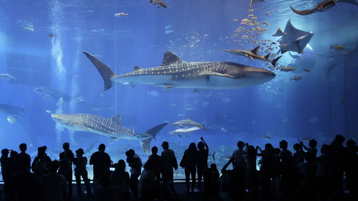 Whale shark's secret home found in Indonesian bays