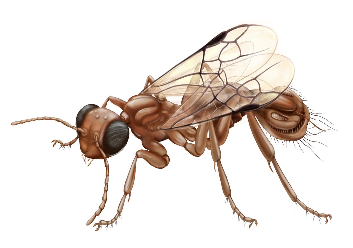 Prehistoric Wasp Used Plant-Like Trap to Capture Prey, Study Reveals