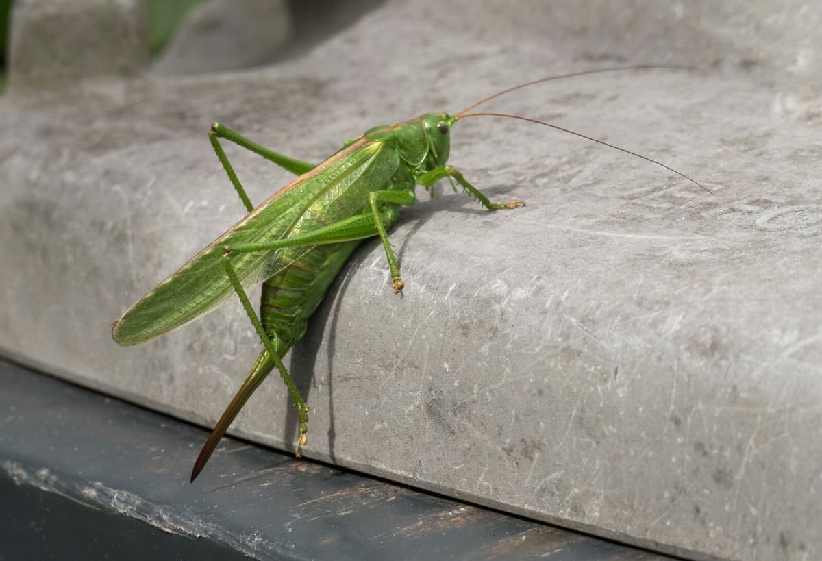Man Acquitted After Grasshopper Panic Leads to Car Collision