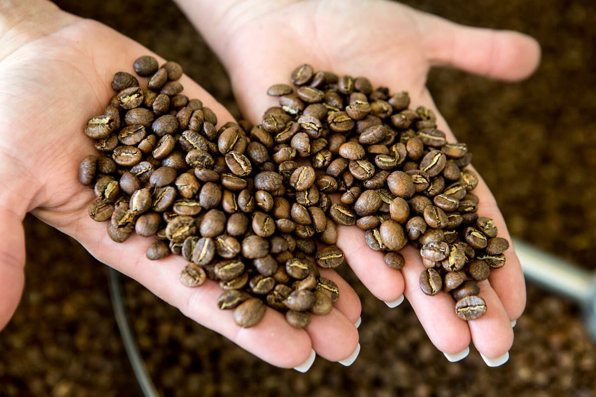 Tough times for coffee roasters – costs nearly double