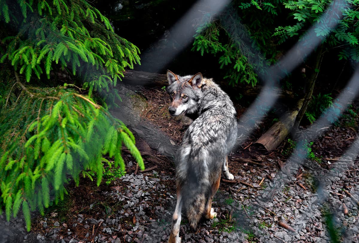 Wolf Shot in Malmö After Attacking Dog in Populated Area