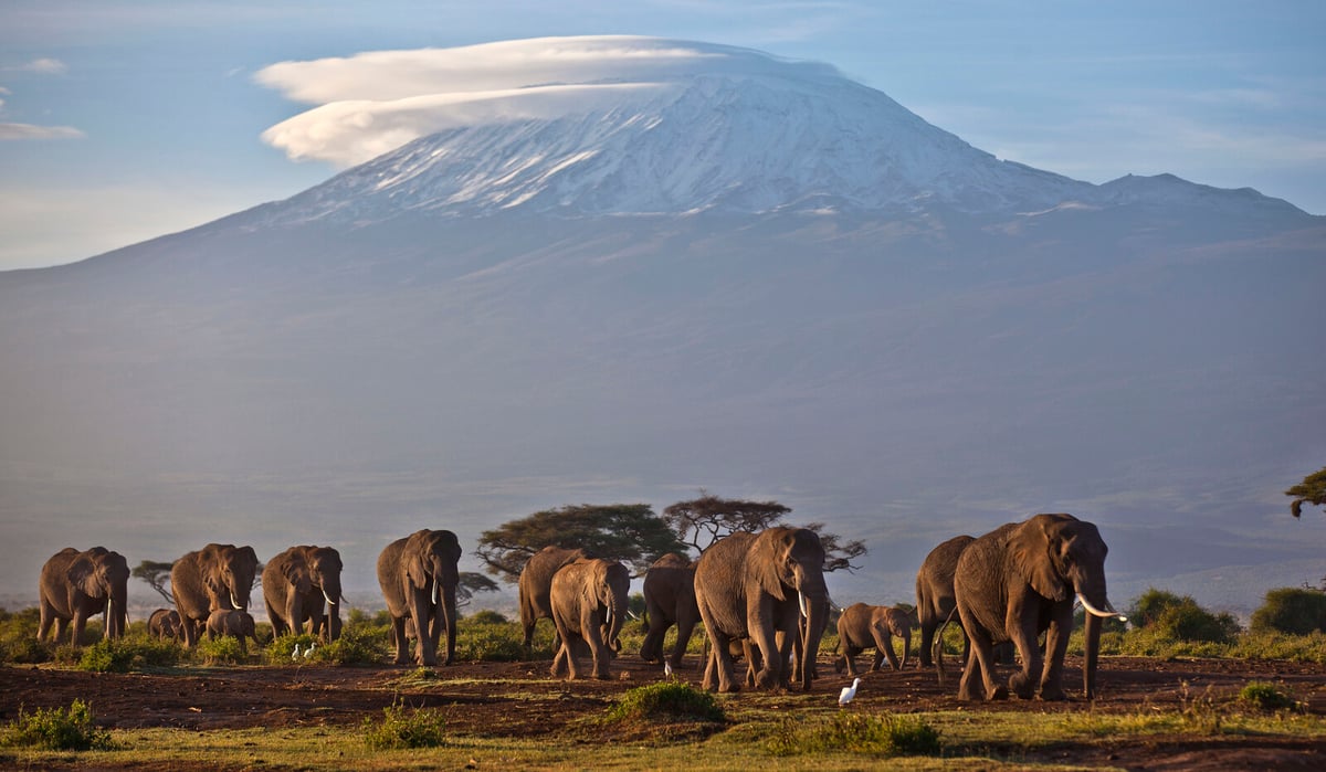 Trump's Budget Cuts Threaten Global Wildlife Conservation Efforts