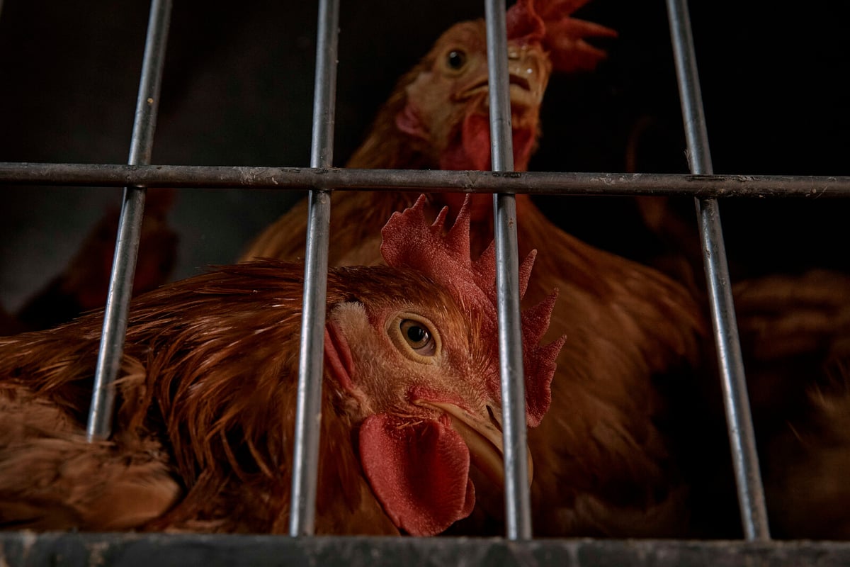 First Bird Flu Case in Mexico: Young Girl in Serious Condition