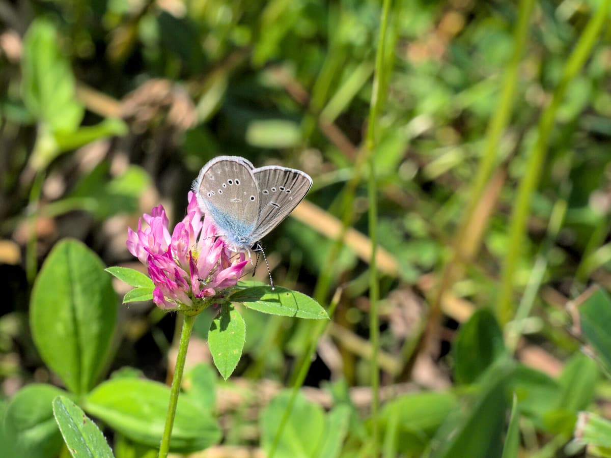 Swedish Butterflies Face Increased Inbreeding Risk Due to Habitat Loss