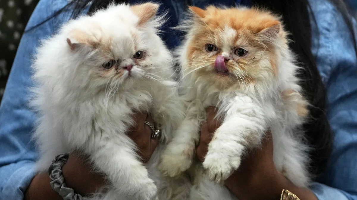 More than 75 cats found in Paris apartment during eviction, some in poor health