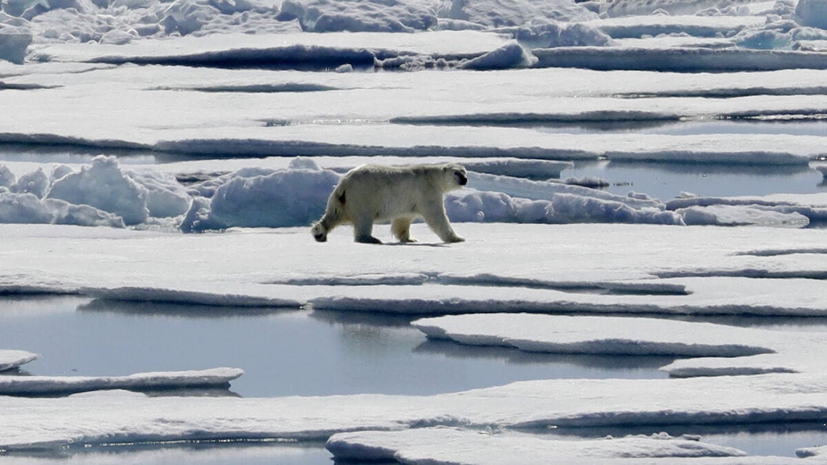 Polar bears are adapting to warmer climates