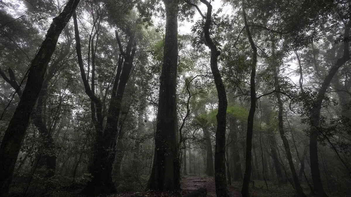 Rainforest regulations postponed – again