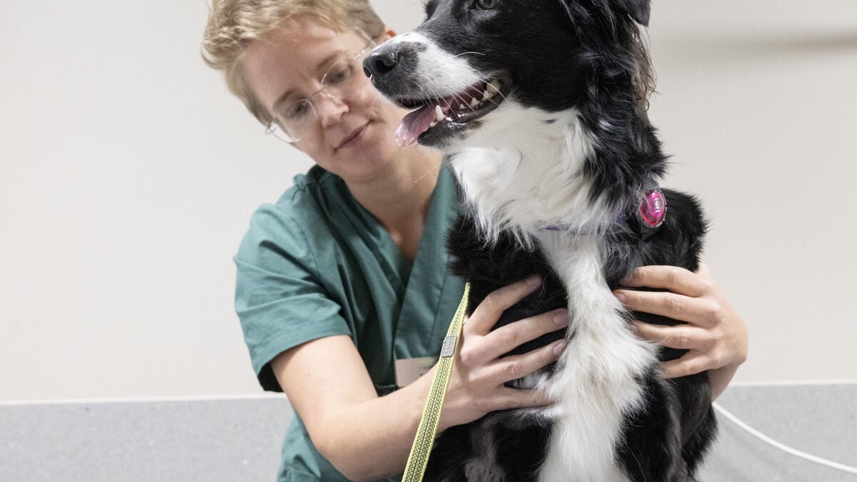 Check Your Dog Regularly for Lumps, and Don’t Delay a Vet Visit, Experts Say