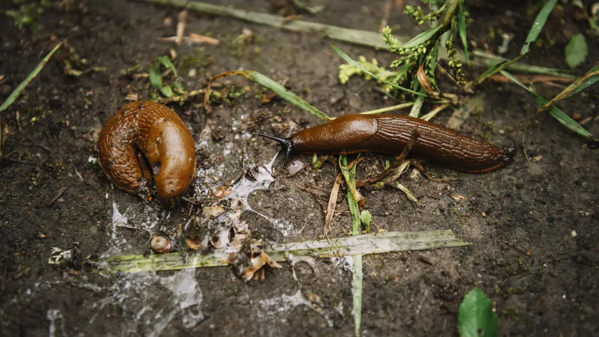 The progress of the killer slug in Sweden will be determined in the coming weeks
