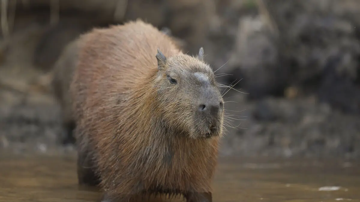Brutal attack on capybara in Rio de Janeiro shakes Brazil