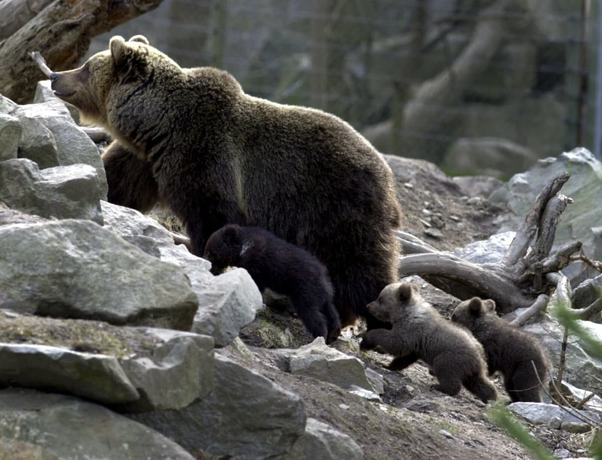 Six Men Charged for Illegal Bear Hunt in Strömsund