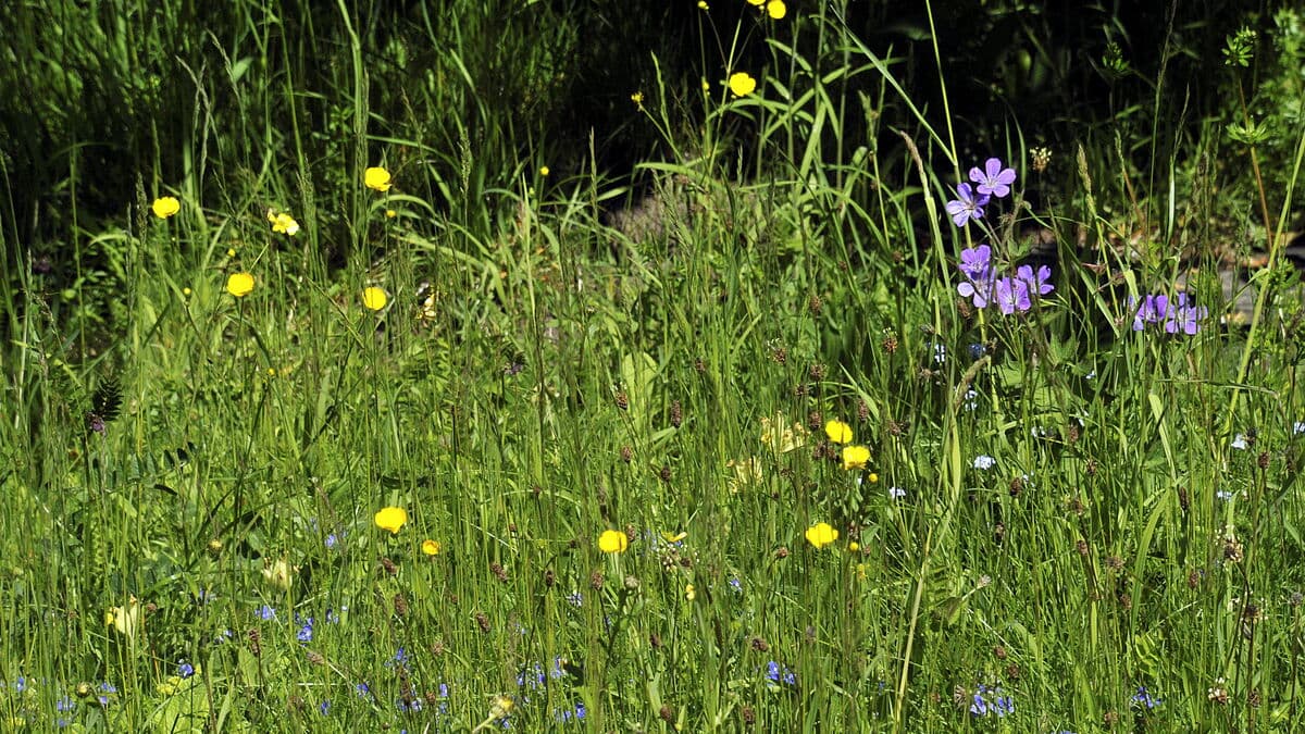 Warning of high grass pollen levels in large parts of Sweden