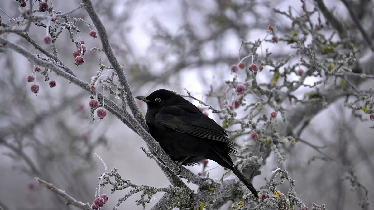 Beautiful birds set bird count record in Sweden