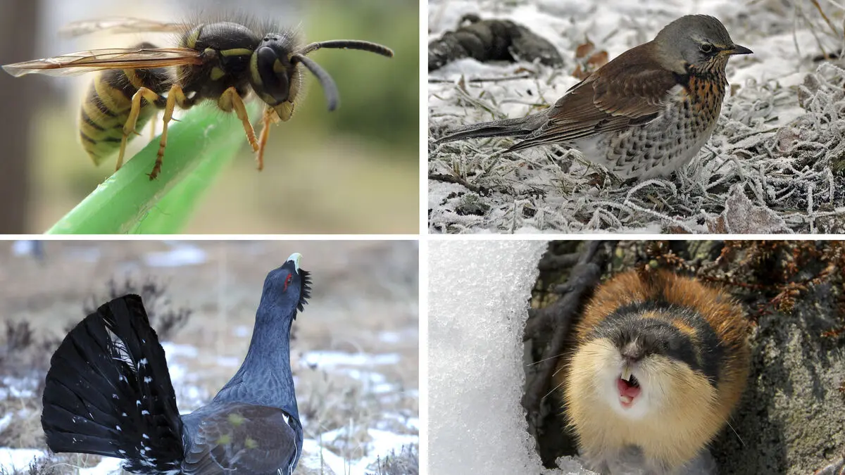 Beware: Man-eaters and poop bombers in nature