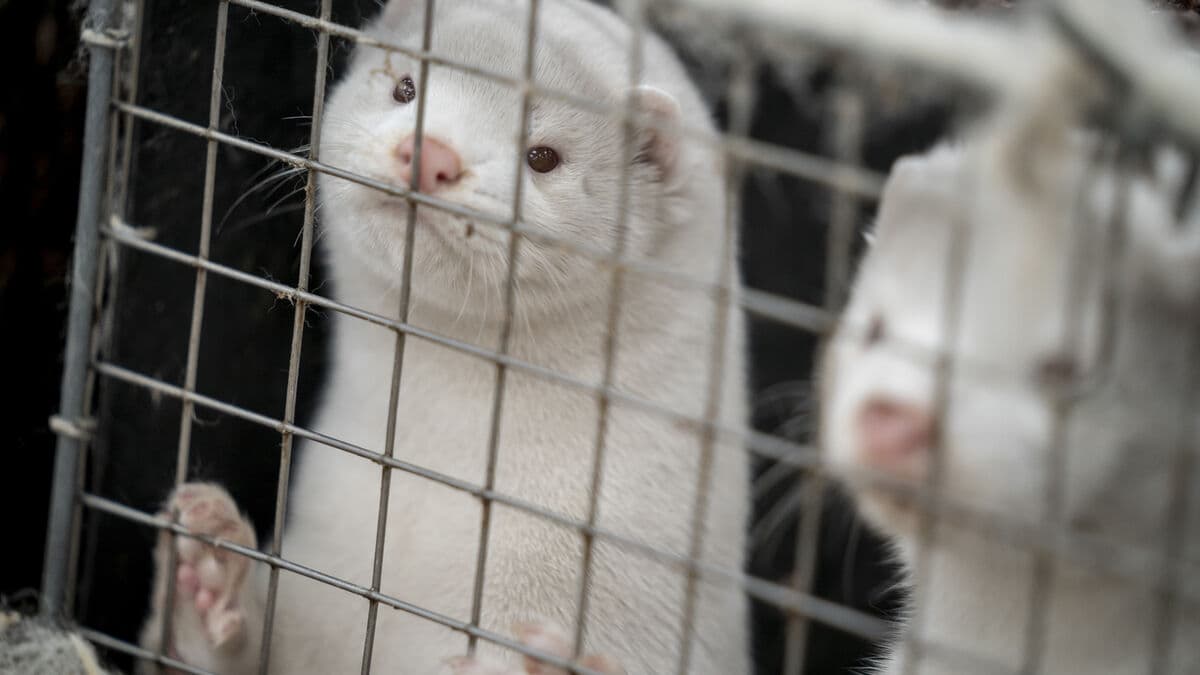 Denmark to End Mink Farming