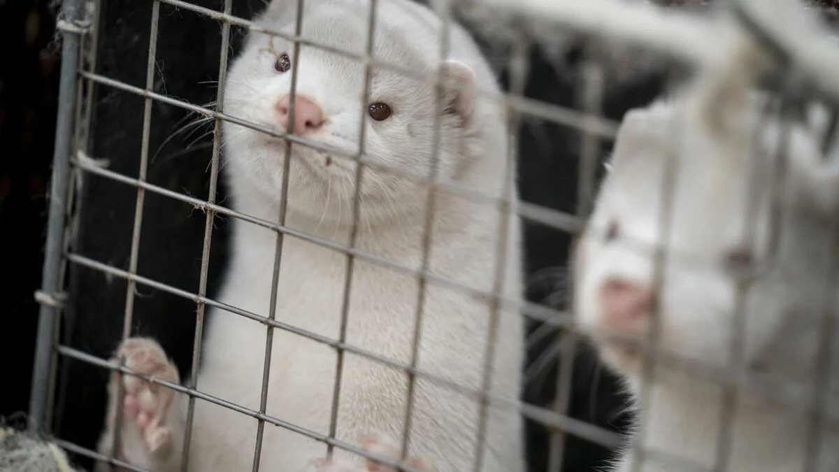 Denmark to End Mink Farming by 2029 After Pandemic Cull of 15 Million Animals
