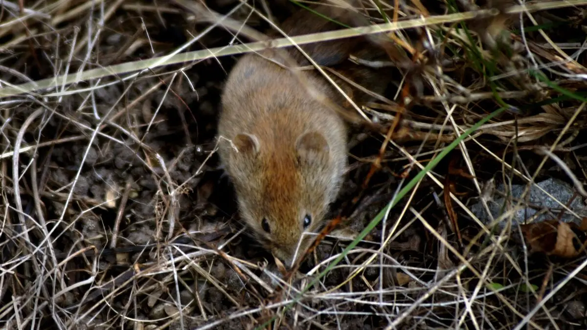 Warning: Risk of rat fever among humans