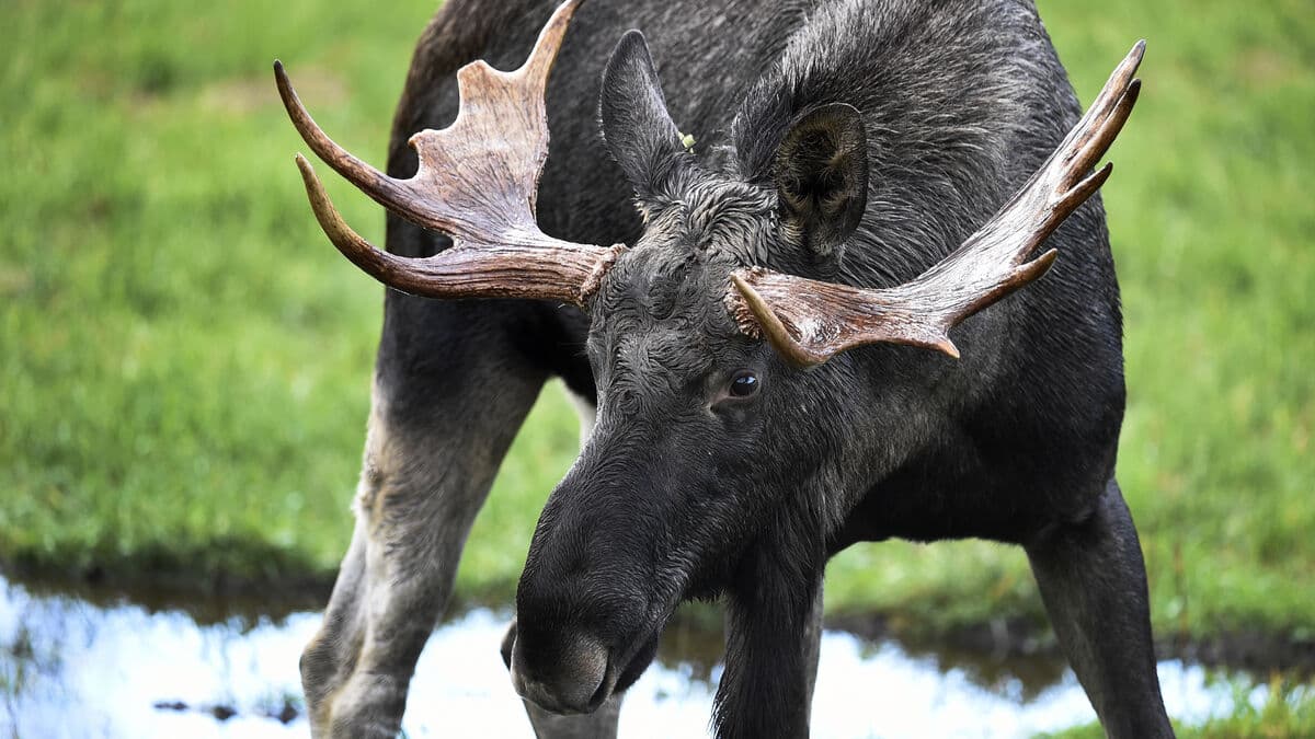 The moose migration on TV returns next year