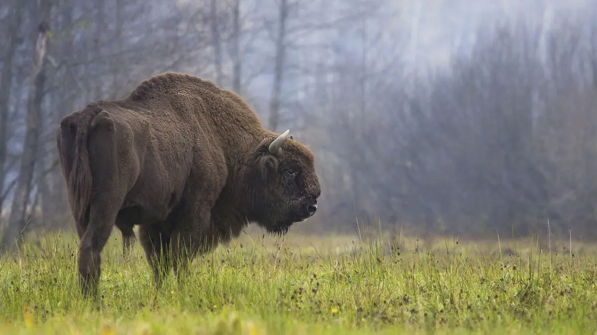 Three bison hit by train in Poland's Białowieża Forest