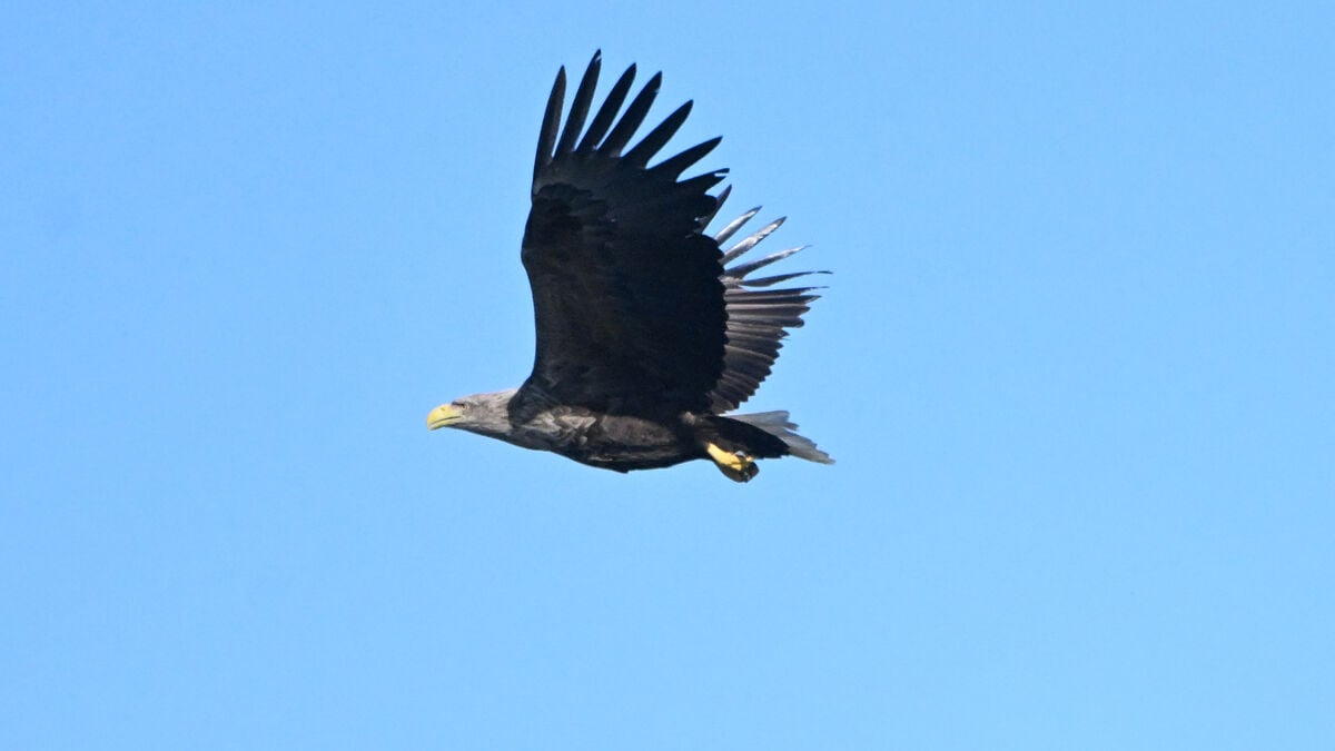Record-breaking eagle dies - turned 36 despite gunshot wound
