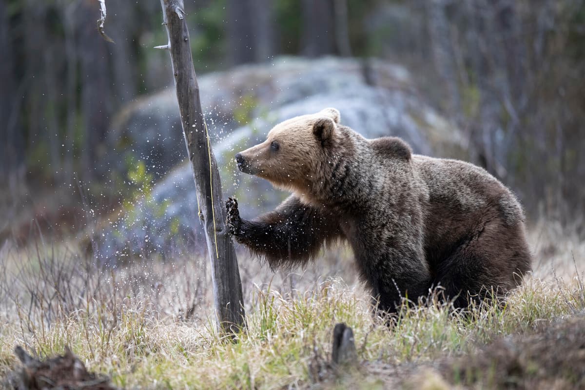 Sweden's Bear Hunt Faces Criticism Over High Quota