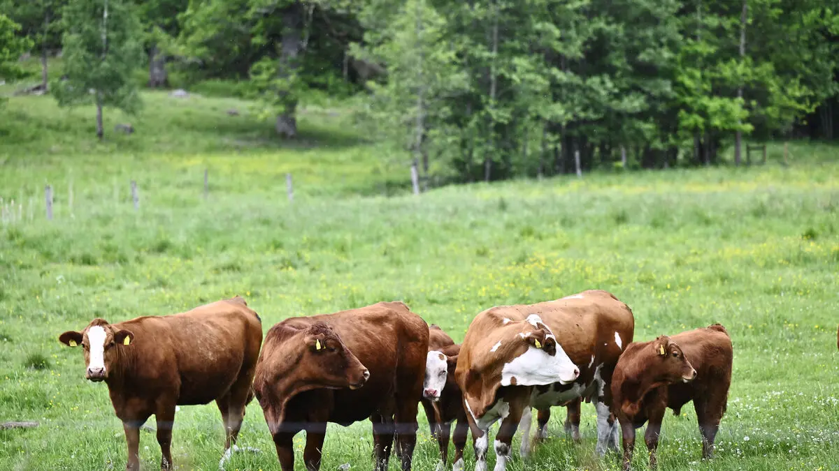 Cows rescued after standing in mud up to their necks