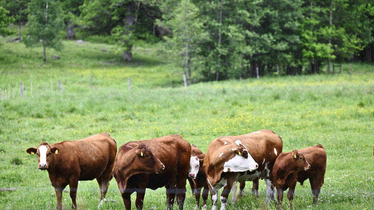 Cows rescued after standing in mud up to their necks