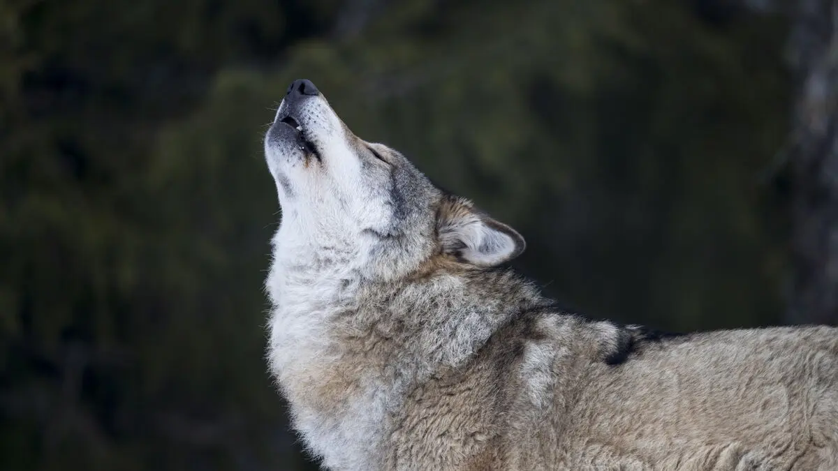 How many wolves are there in Sweden in 2025-26?